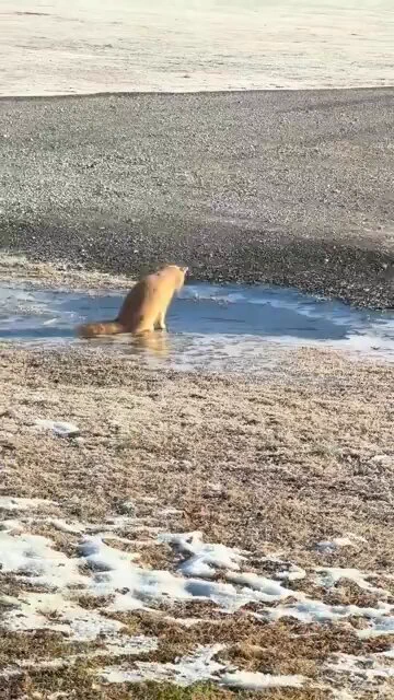 Cat finds a patch of ice https://t.co/ea3Z0Cq0ri