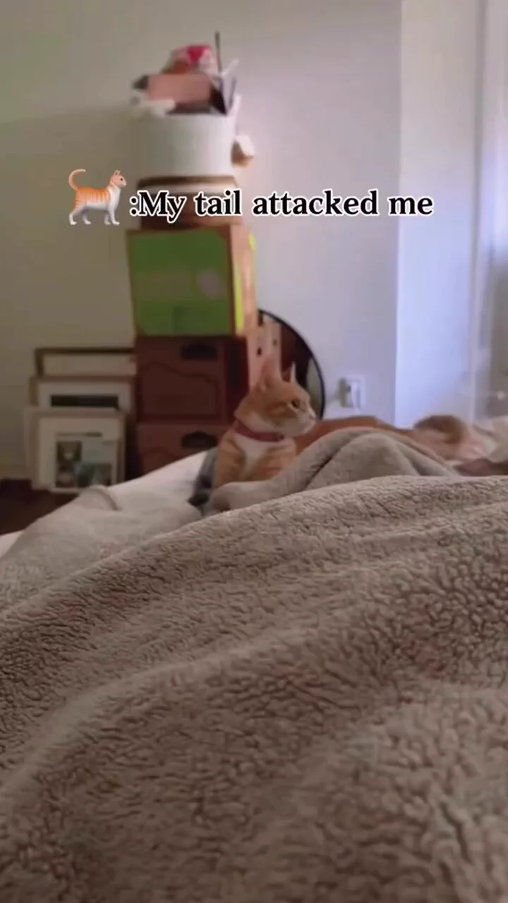 Cat vs tail https://t.co/ItBdla34kq