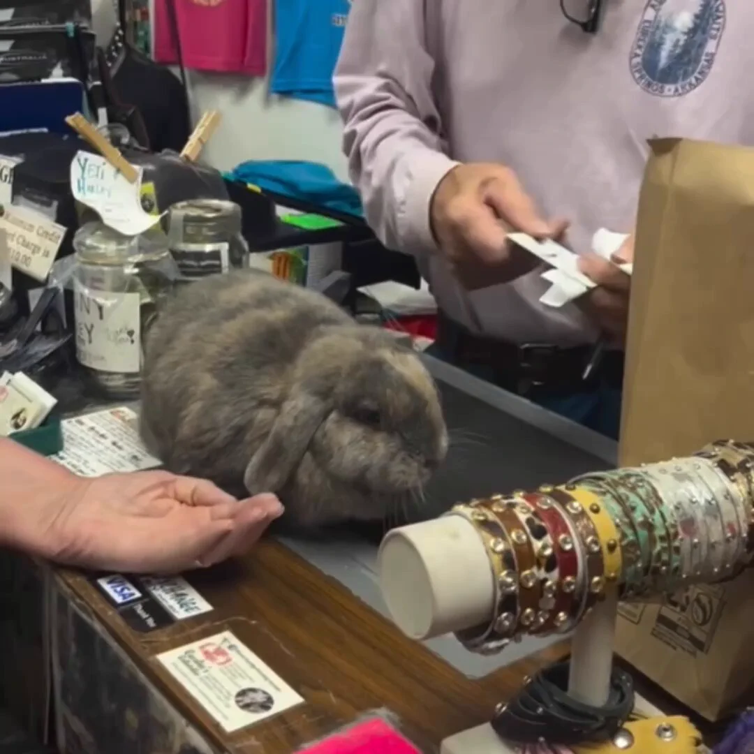 The cutest little helper.. 😊 https://t.co/nzncxyGo4z