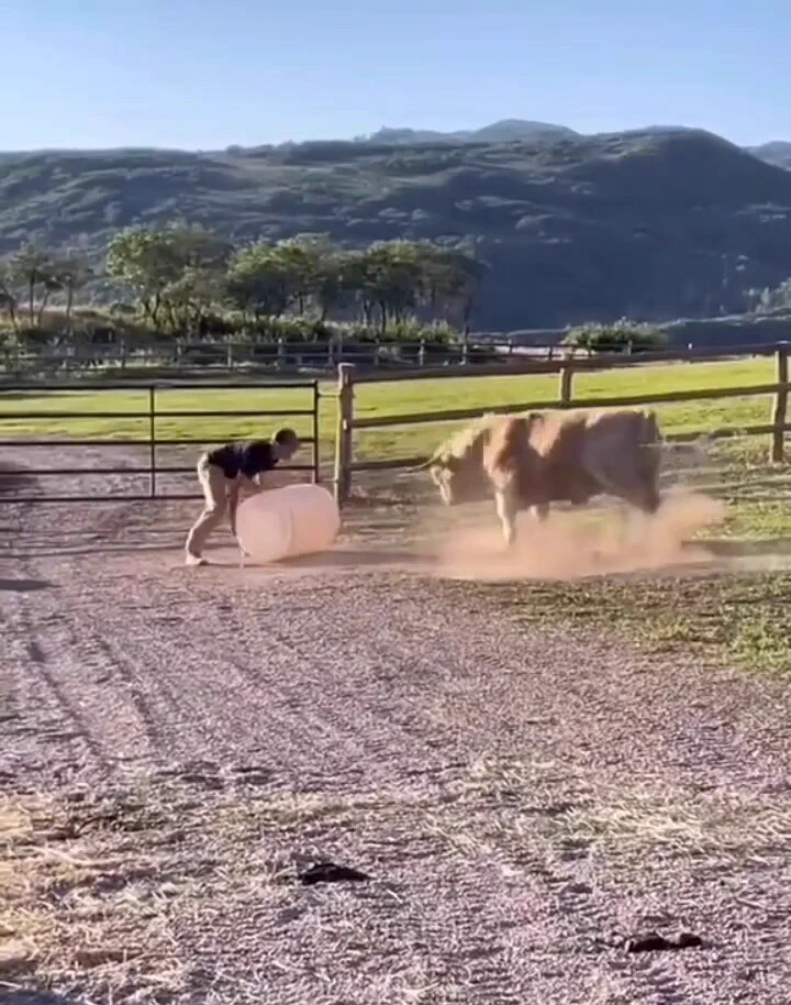 This is what happiness looks like..🐮😍 https://t.co/jtJNt5dXlj