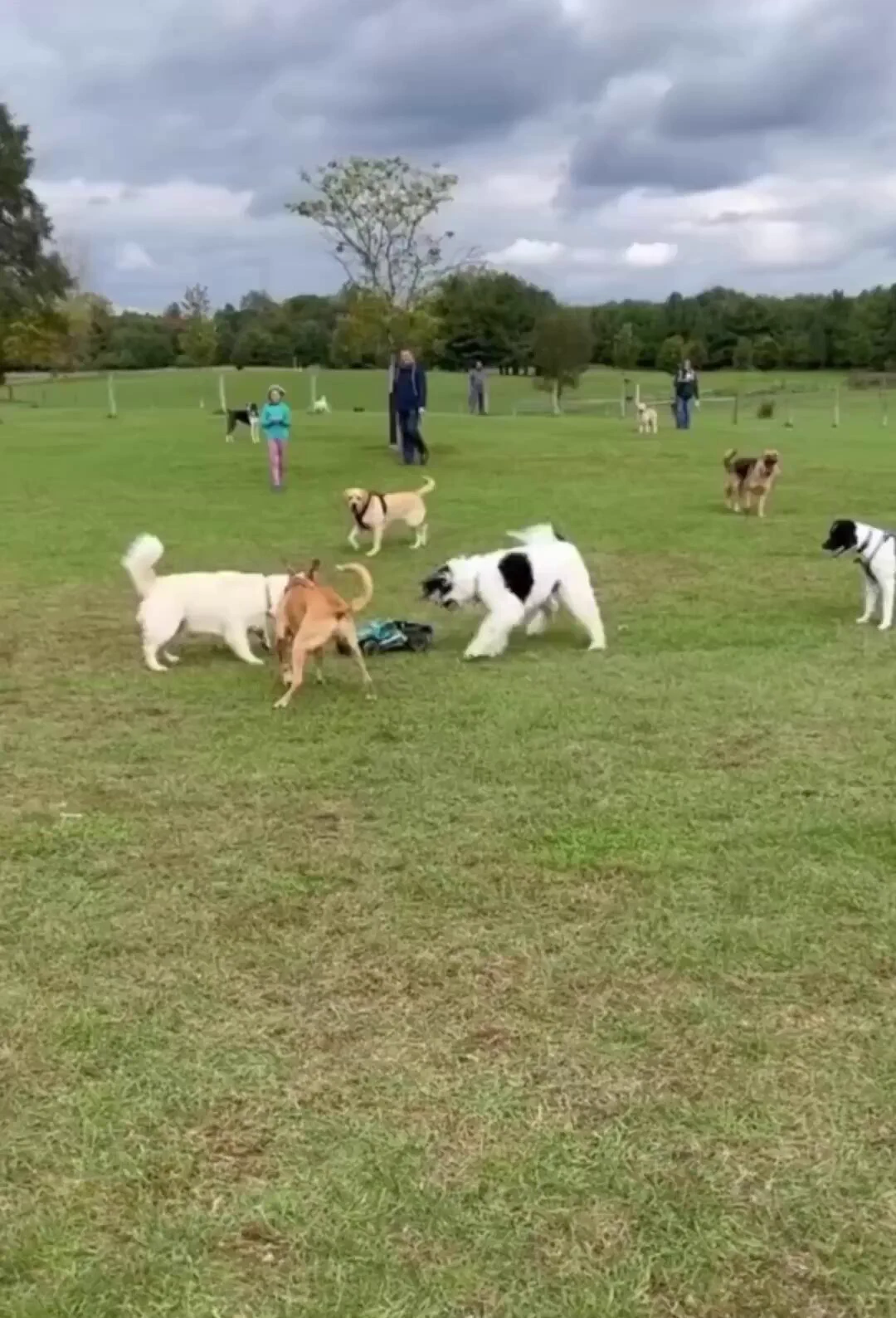 Someone brought an RC car to the dog park.. 😊 https://t.co/hqrXMUWZBz