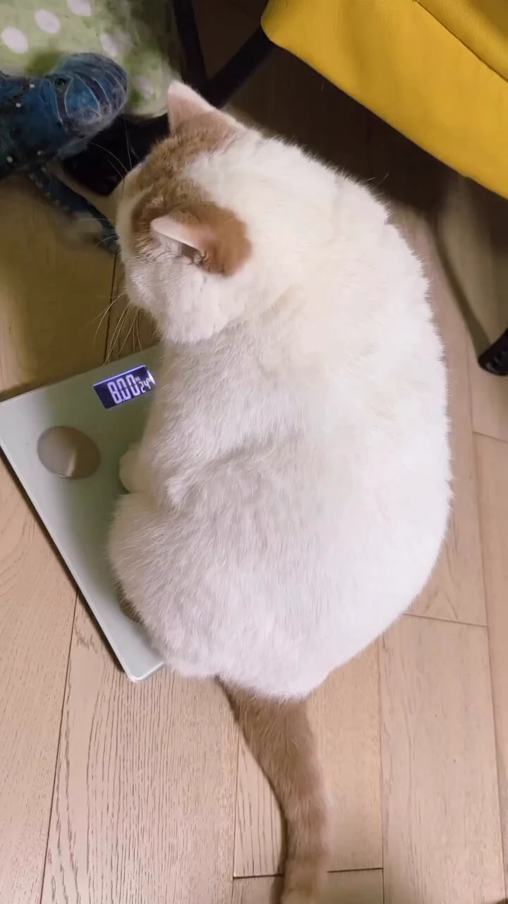 FAT https://t.co/2aGKCt0kcx
