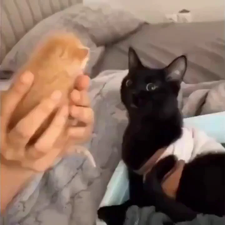 A mother cat lost its kitten, so the owners got another kitten for the mother to take care of. https://t.co/A1wCqrKRf4