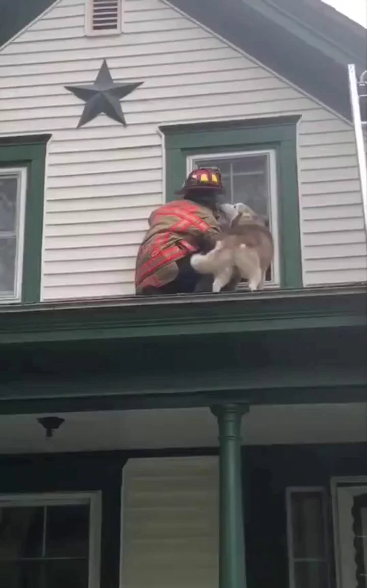 Dog gives thank you kiss to the firefighter who saved him from roof..🐕🐾👨‍🚒❤️ https://t.co/pnEbDO1Xaf