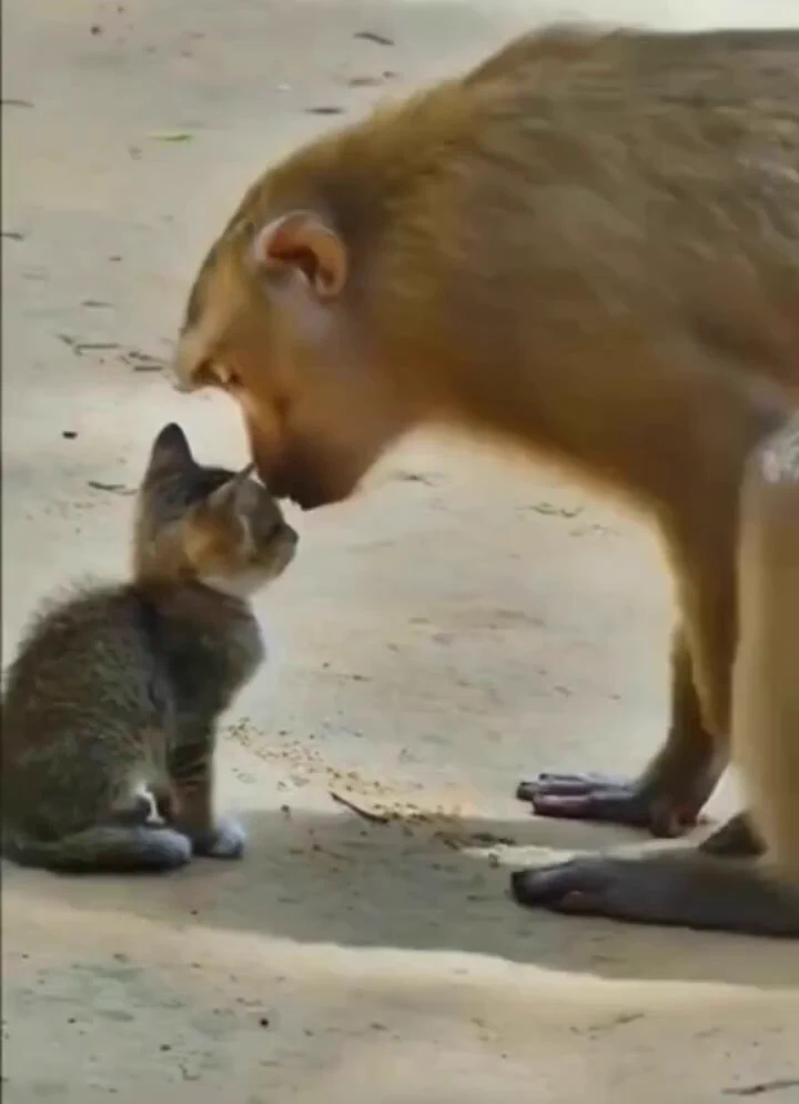 Mama monkey comforts a tiny  stray kitten..🐒🐾🐈🥺❤️ https://t.co/GOYLQYvHtP