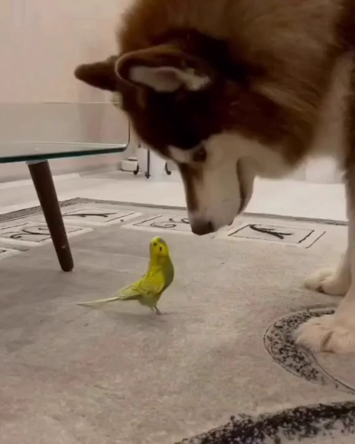 Dog's reaction to meeting a bird for the first time..🐕🐾🐦😍 https://t.co/eKQ18a8T8M