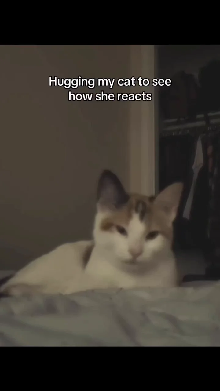 Hugging my cat to see how she reacts🫂 https://t.co/9wEgtK4dxt