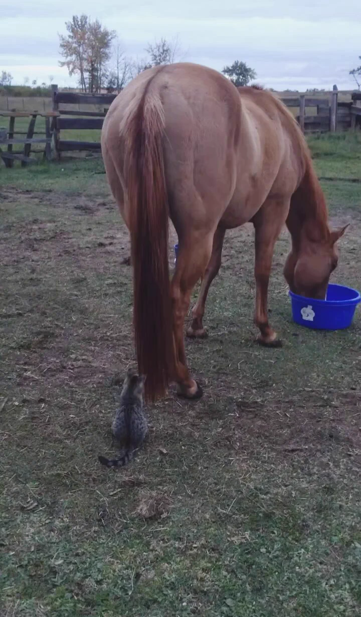 Kitten's favorite toy..🐈🐾🐎😅 https://t.co/cvunwGibS8