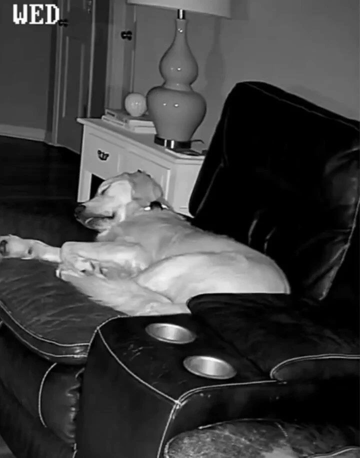 The way he makes room for the little kitten..🐕🐾🐈😍🙂 https://t.co/QWbu8zptWr