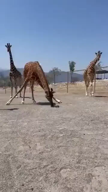 https://t.co/jJEBTcXWkY