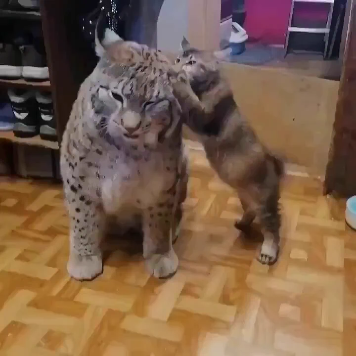 when uncle lynx comes to visit https://t.co/jI7sLsGudZ