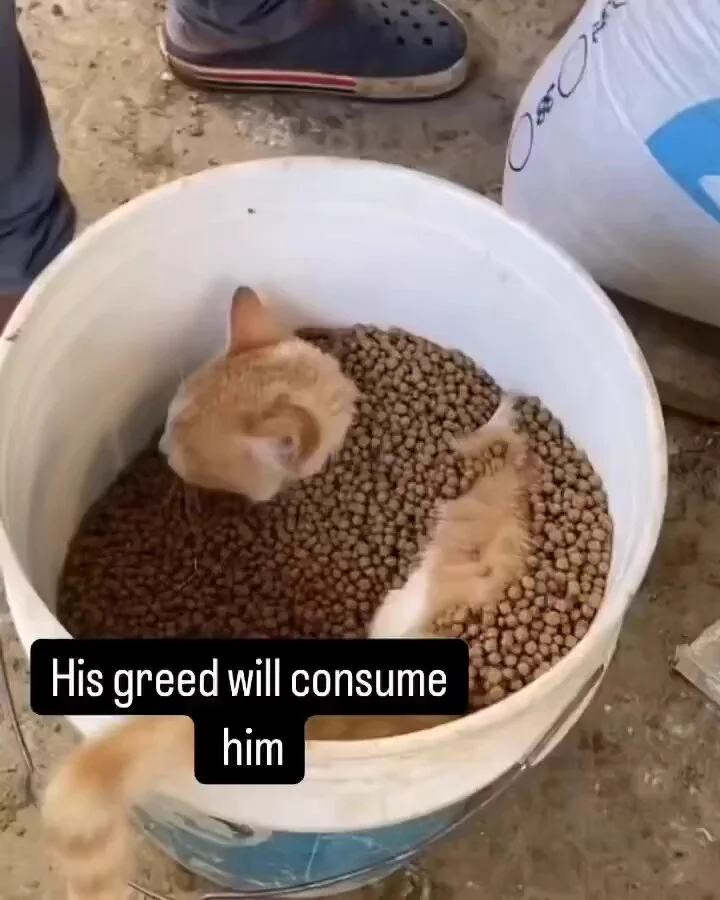 the fact he is still eating 😭 https://t.co/7jUCu9qHyp