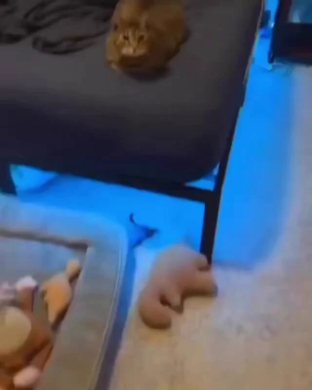 NOOOOOOOOOOOOOO https://t.co/2tre91Yf1l