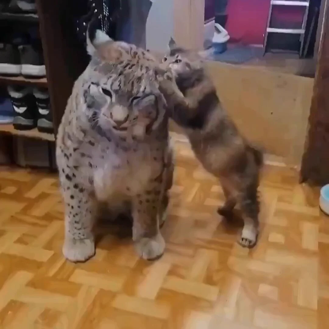 When uncle lynx comes to visit.. 😊 https://t.co/nfHNCesoYK