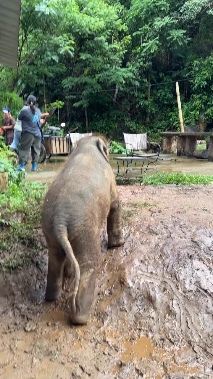 Baby elephant celebrates his achievement
 https://t.co/JwTggWO0a9
