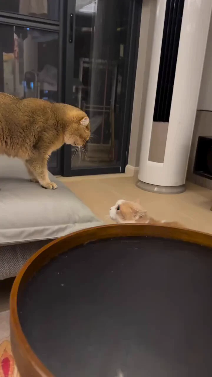 強烈な猫パンチの応酬 https://t.co/eMdErGKIMg