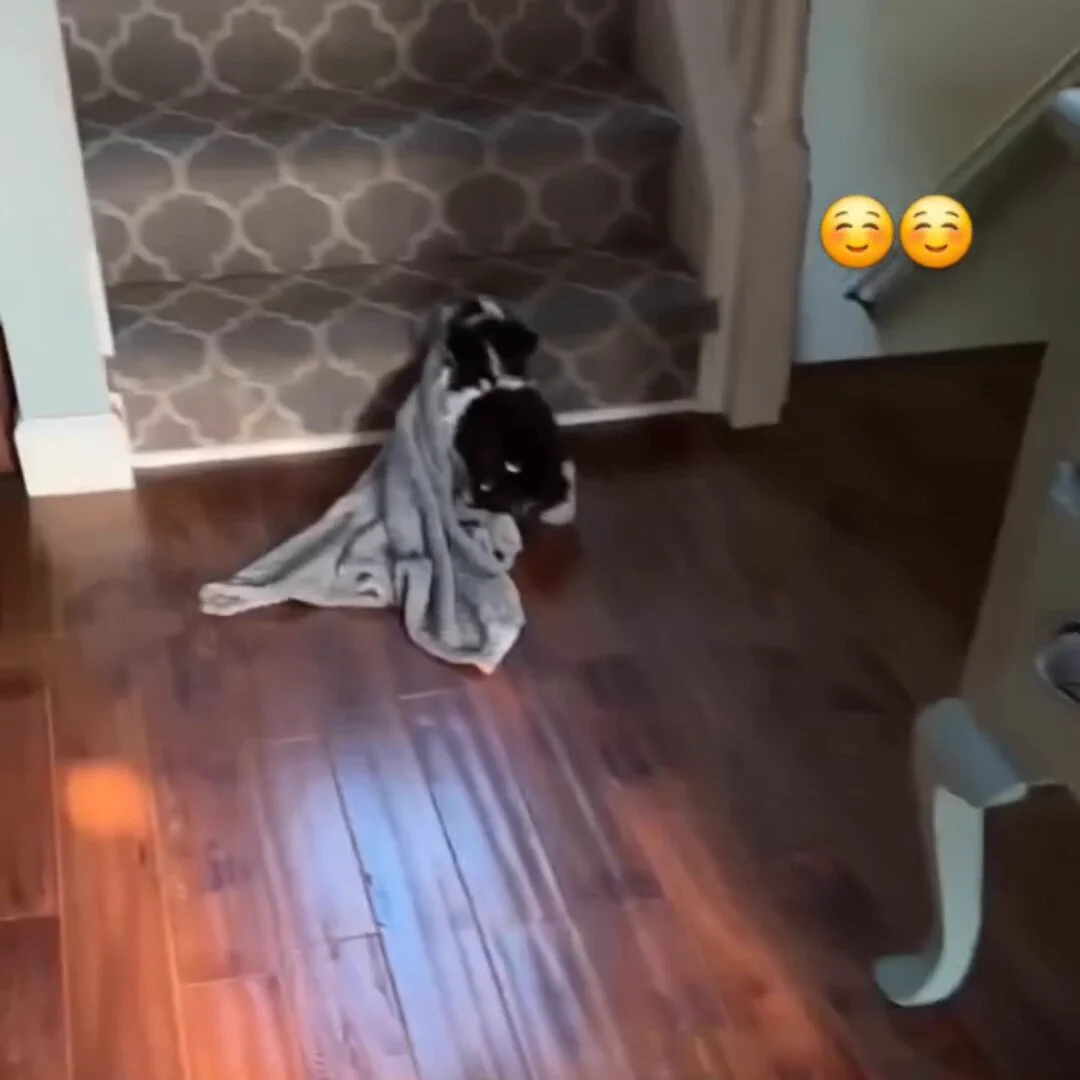 Puppy and his blanket.. 😊 https://t.co/kOXBjmRzBy