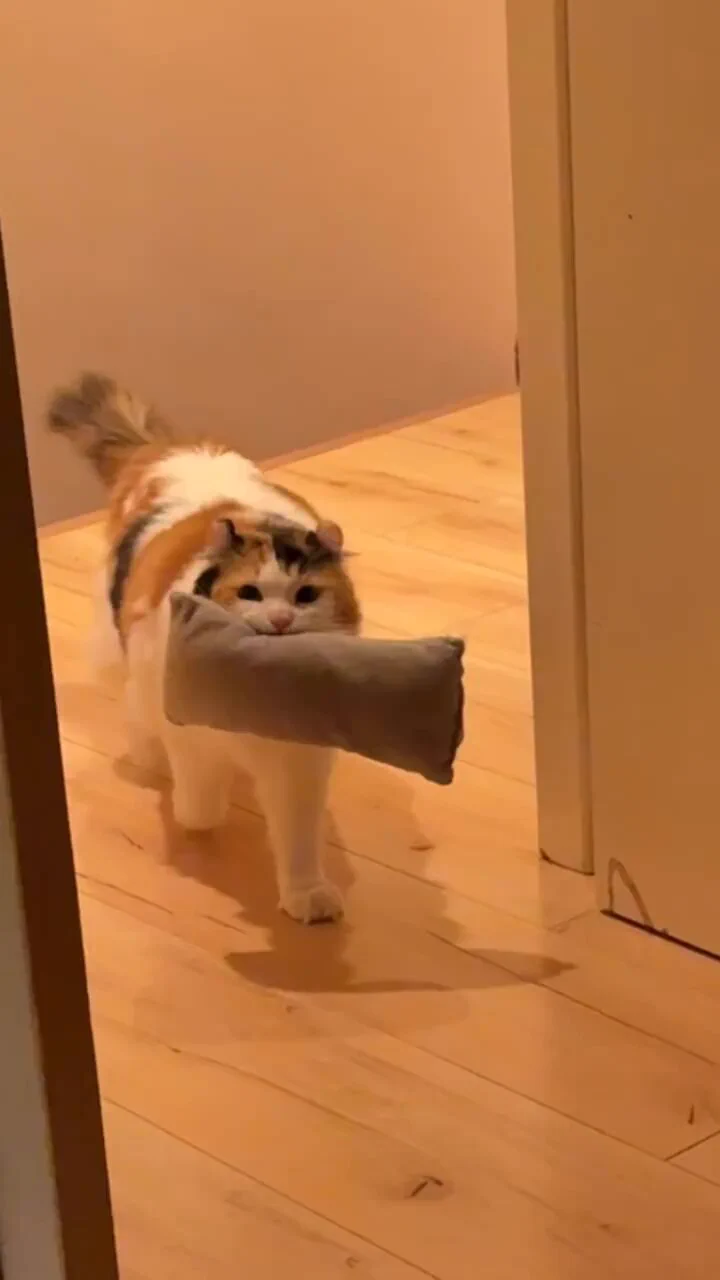 Hooman let's sleep! https://t.co/0F8yAwRuwh