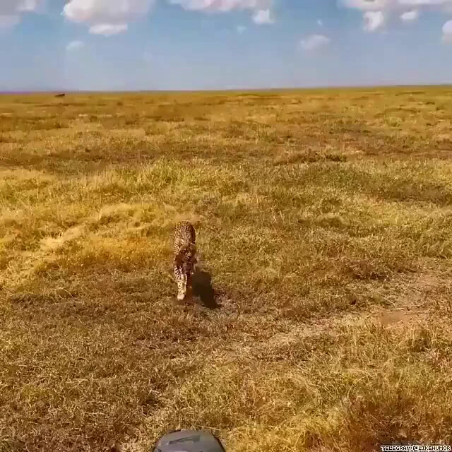 A pregnant cheetah looking for a shady spot because it is overwhelmed by the heat. https://t.co/qoG5PpqlhD