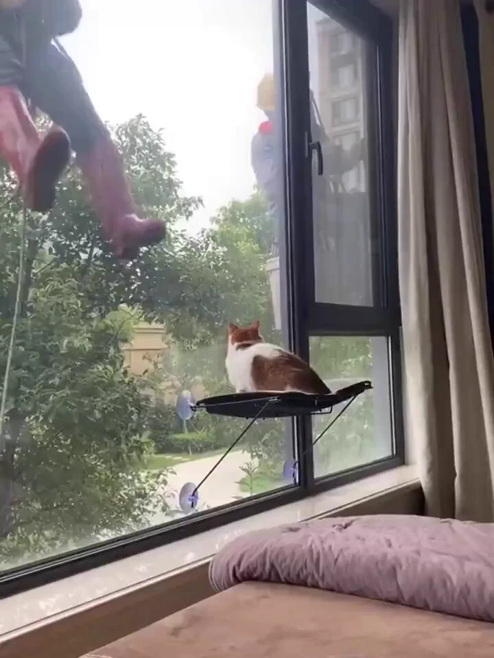 Sacred &amp; funny cat https://t.co/4emzzoHAVo