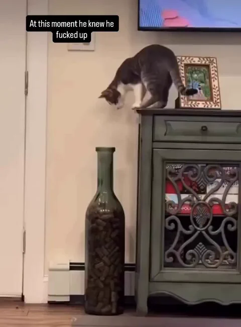 Cat has a moment of realization https://t.co/OHJ1lmb0vA
