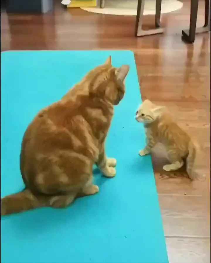 https://t.co/oBVzitoHMg