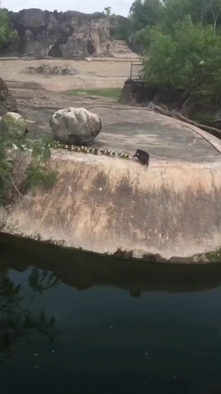 Mother is teaching them how to jump into the water. https://t.co/YfZMI6cwPg
