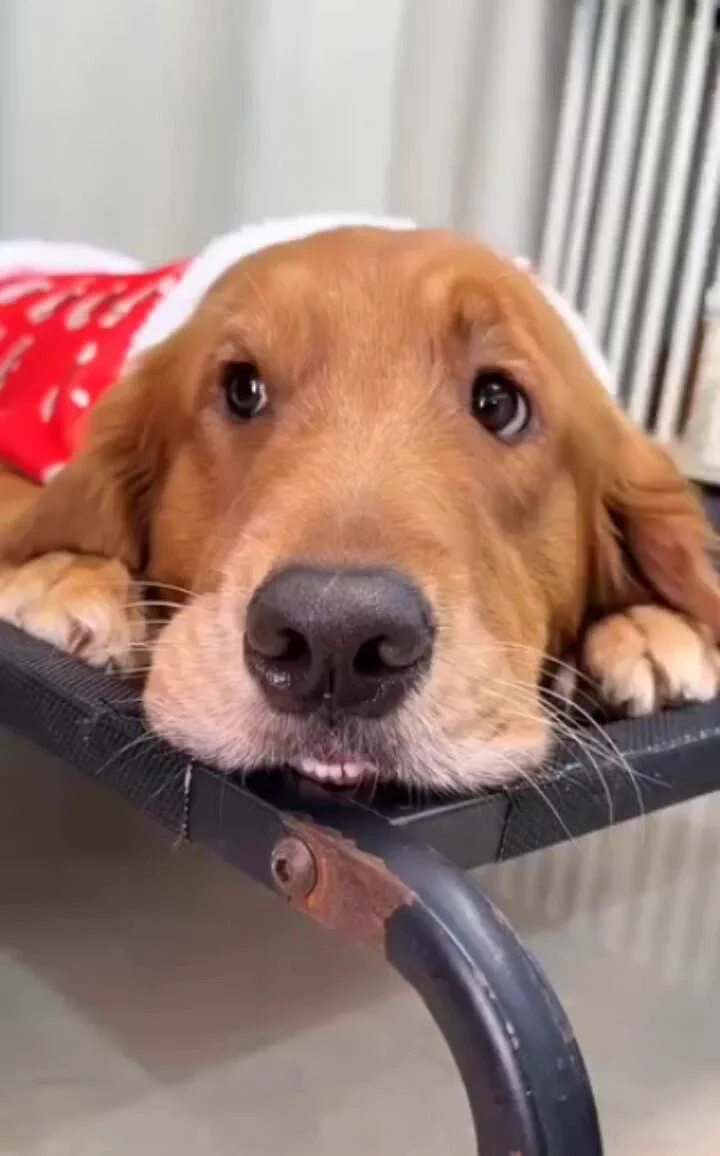 I'm innocent.. leave me alone..🐕🐾😅 https://t.co/e3dVMSjwg9