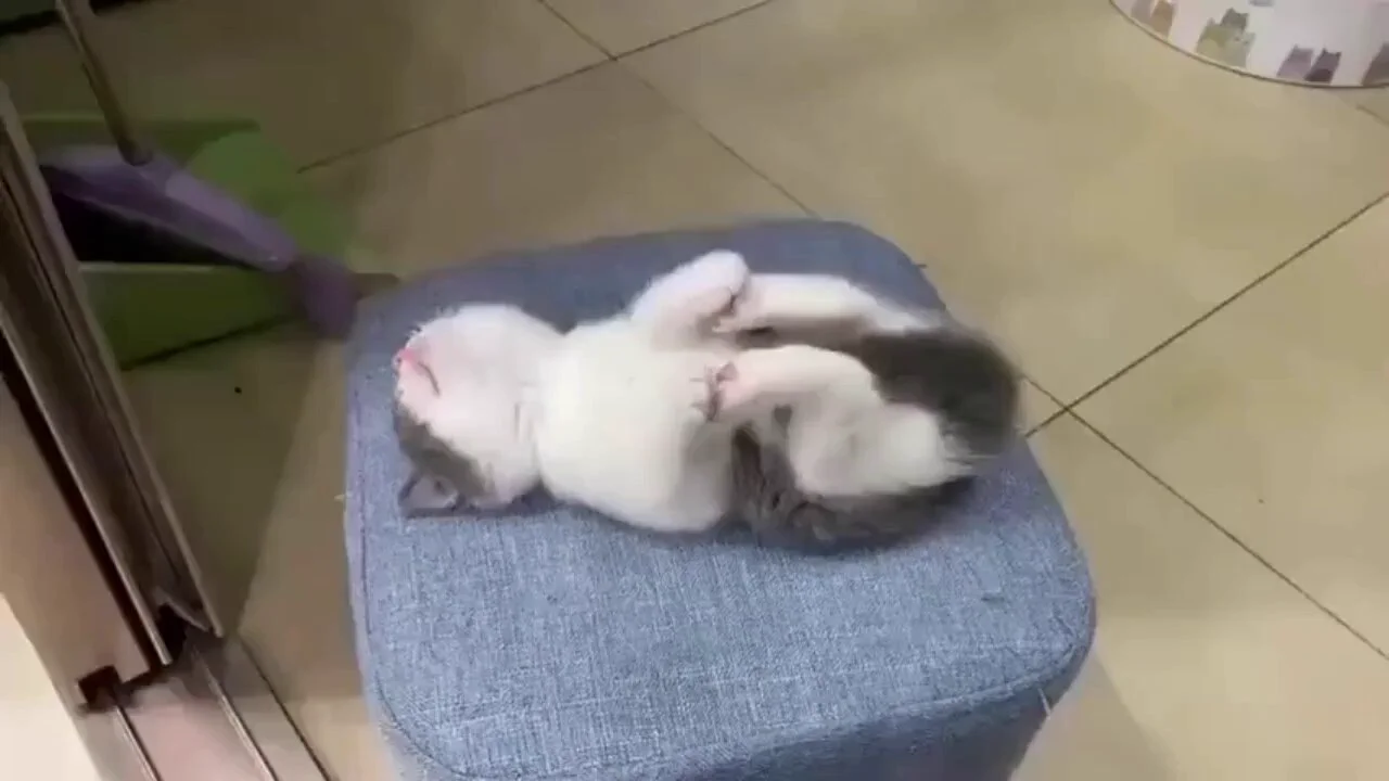 Mood..🐈🐾😅 https://t.co/F3PgiUq5Yj