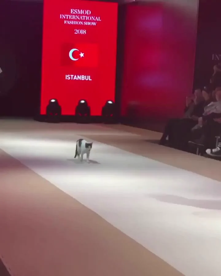 Life is a catwalk. https://t.co/Kif2XNaNdC