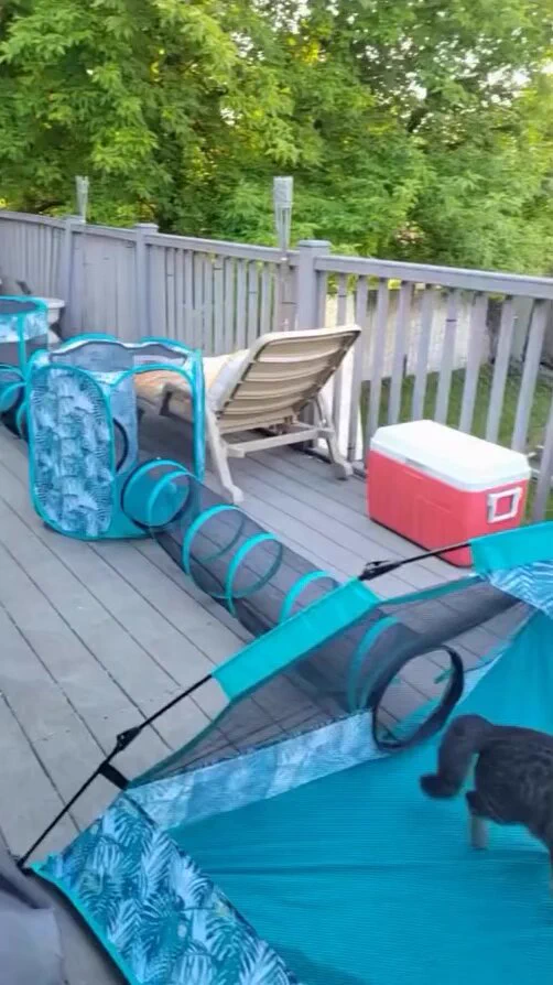 My cats need this! https://t.co/7UFOXp4r0l
