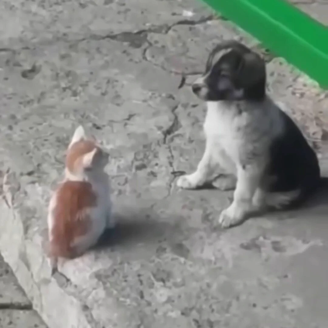 Making friends.. 😊 https://t.co/fdXS0VkTx4