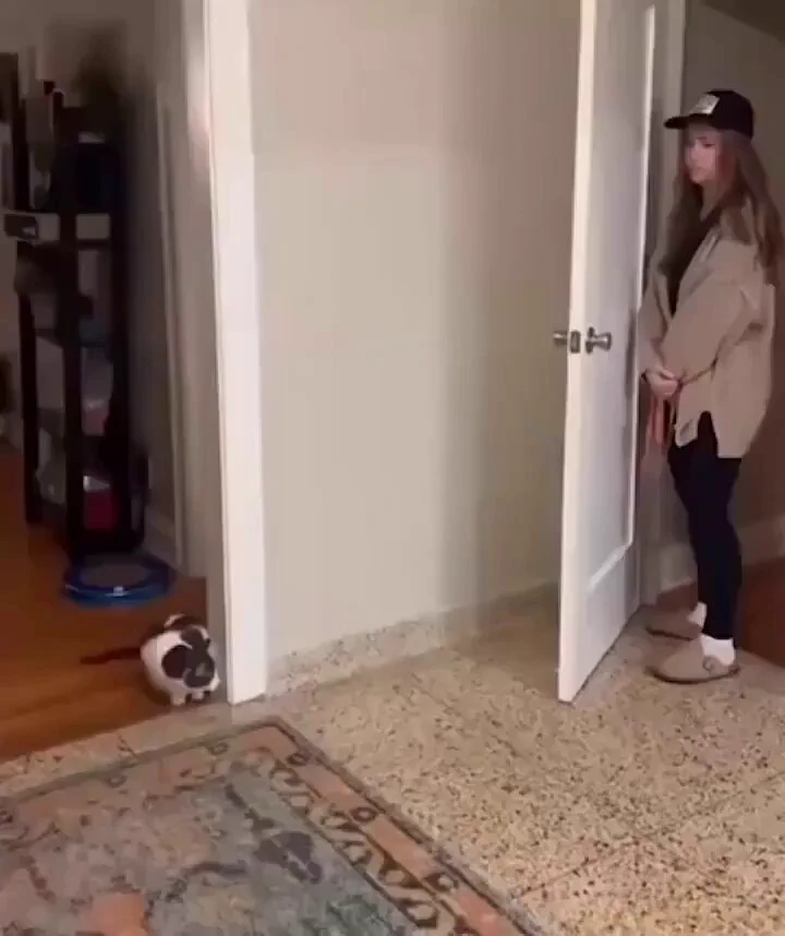 Cat 1-0 Human https://t.co/5ltkA0PogC