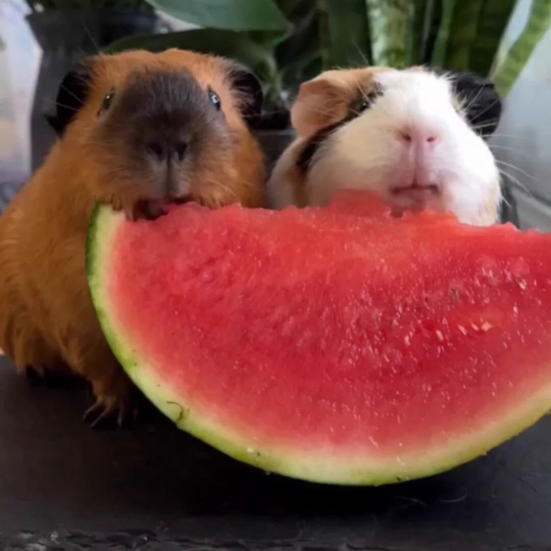 Yummy.. 🍉 https://t.co/eSE6JHkJ0L