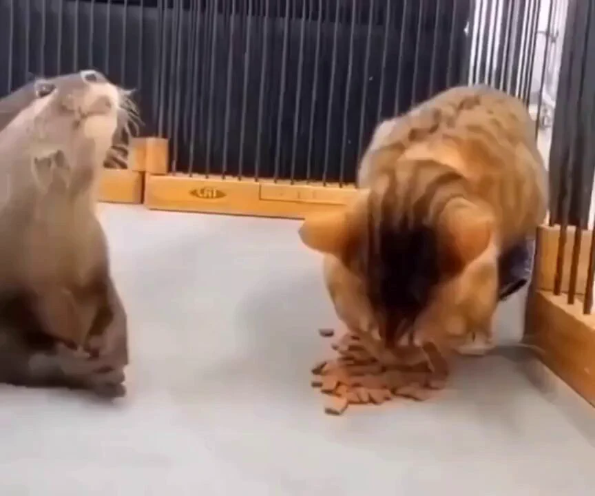 Sneaky paws..🦦🐾🐈😅 https://t.co/y6cRbcAU65