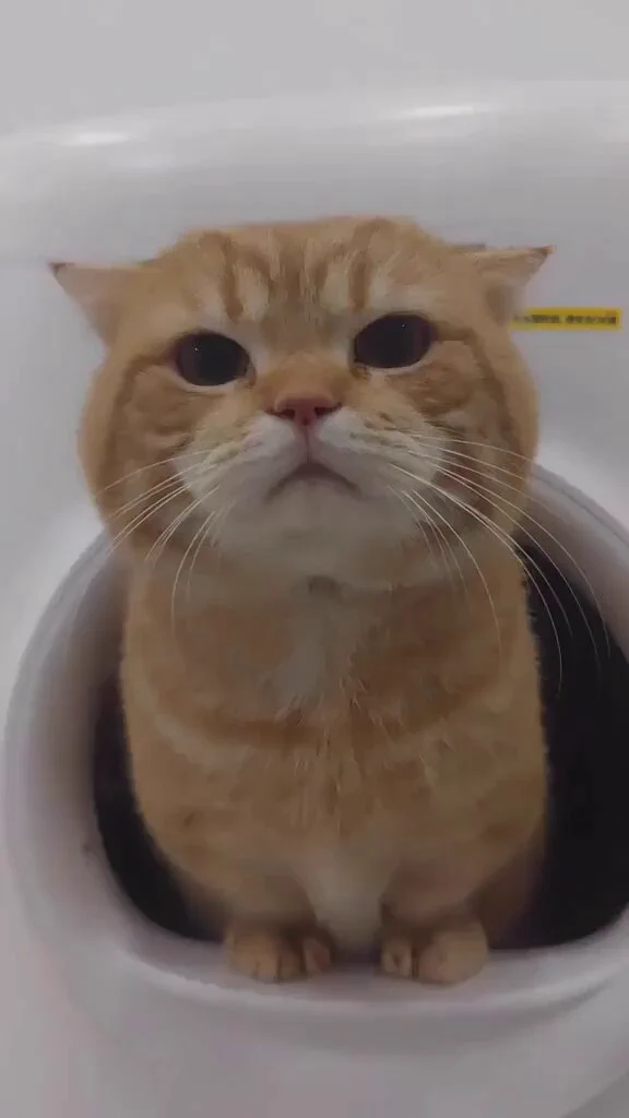 🧡🧡🧡 https://t.co/ecEeH2R1Ql