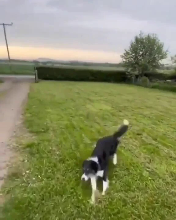 Dog’s first day back at work after having a week off.. 😊 https://t.co/xJQPsoflcj