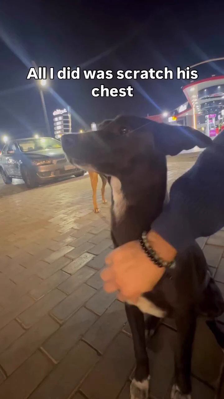 Stray dog's reaction to being petted..🐕🐾❤️ https://t.co/iHqjwVtBhL