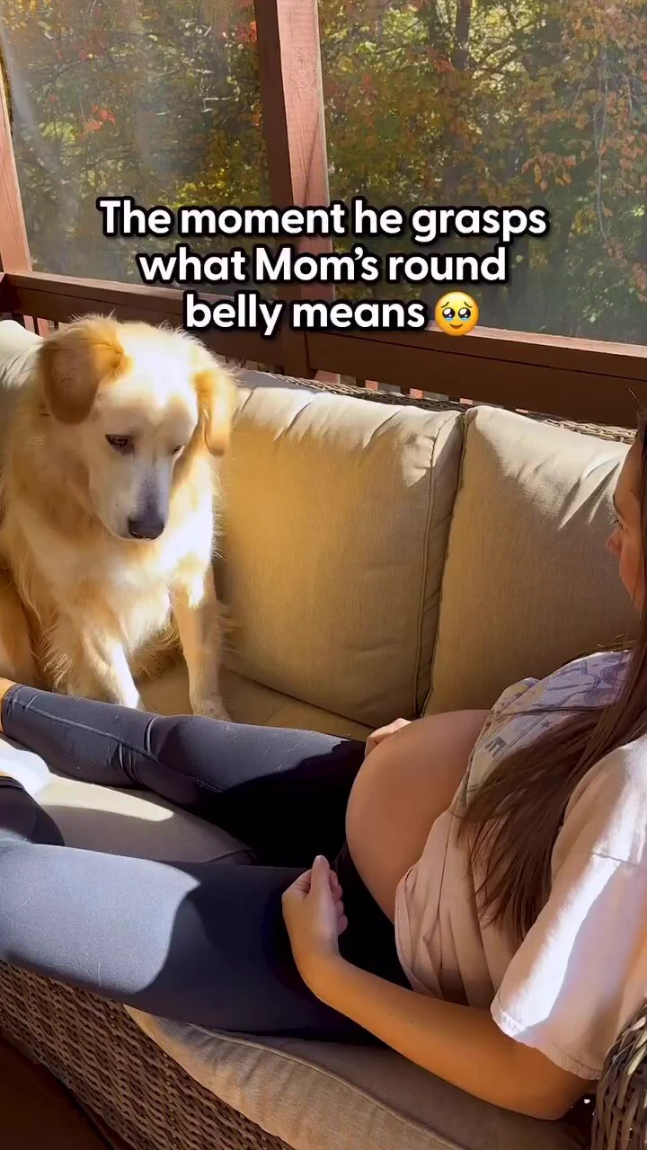 Dog's reaction after learning that his mom is pregnant..🐕🐾😊🤰❤️

📹the_forgotten_dog_aIIiance https://t.co/FRrnTy630Y