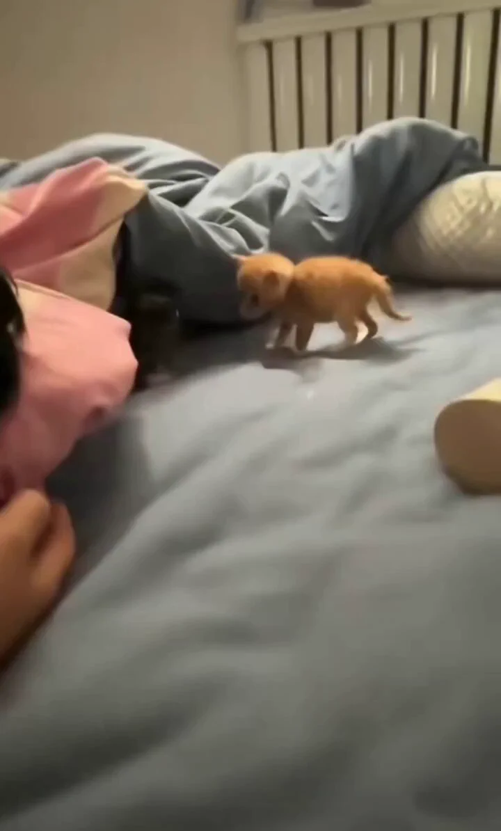 Most vicious fight..🐈🐾😅 https://t.co/rs3neHmSbA