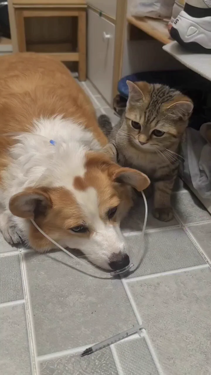Dog's unwell, and cat hasn't left his side since..🐕🐾🐈🥺❤️ https://t.co/PS0OF5KaU8
