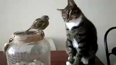 Kitty trying his best to pet gently https://t.co/JUWn1Ud9an