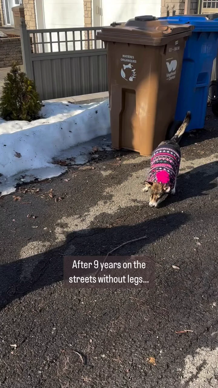Dog's happiness after trying prosthetics for the first time after leaving 9 years on streets without paws..🐕🐾🙏❤️ https://t.co/cKc9ltuNgE