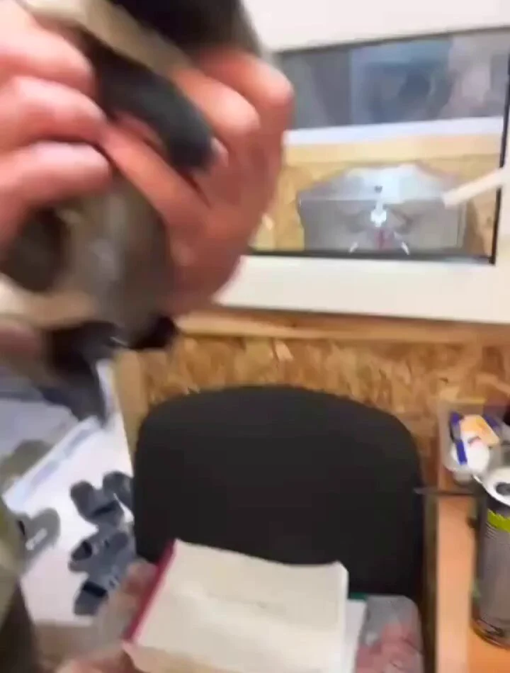 This man wanted to adopt a kitten, instead this happened.. they were inseparable, so he ended up adopting them both..🐈🐾🥺🙏❤️ https://t.co/PYsMqXpNmE