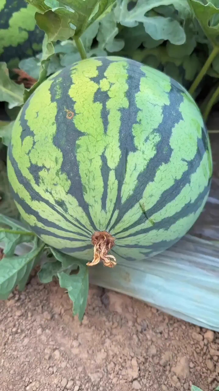 How? 🤯 https://t.co/QyuvERHG98