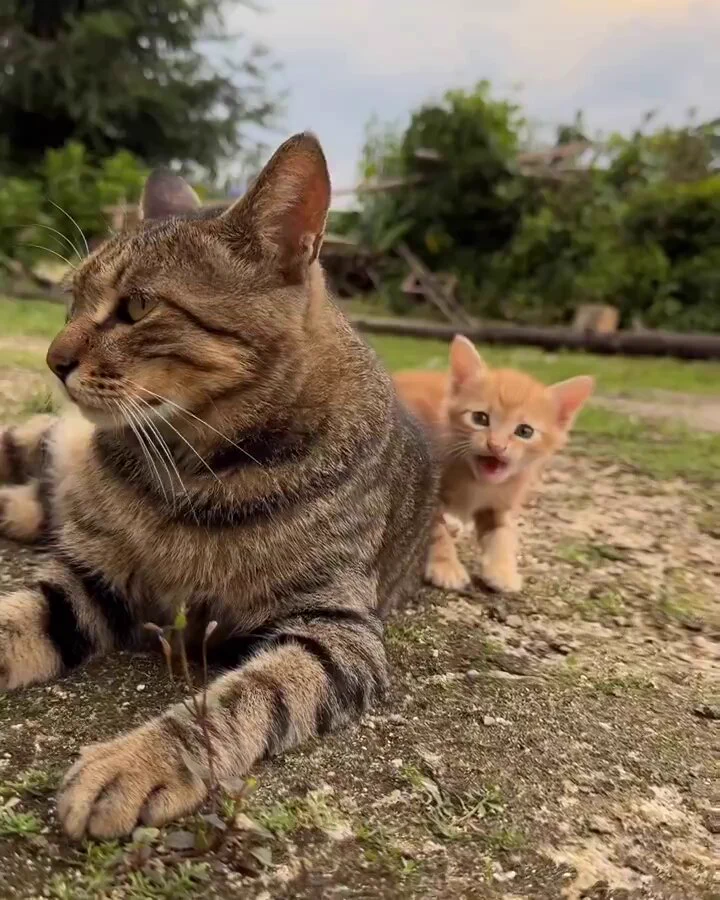 https://t.co/ghXVpJmboQ