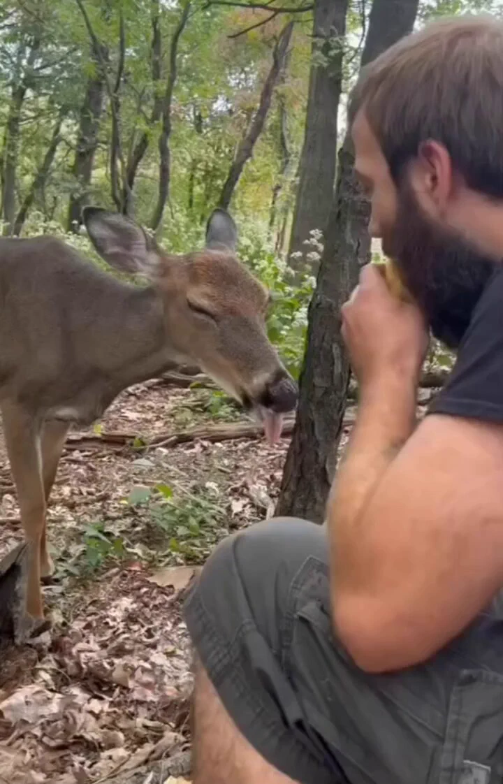 I'll just close my eyes and steal some snacks..🦌🍎😅😍 https://t.co/QjTKy3TGY1