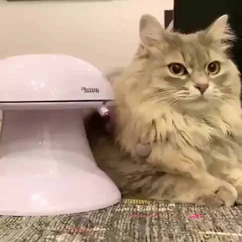 This kitty loves his new toy https://t.co/QDAPvIuHNj
