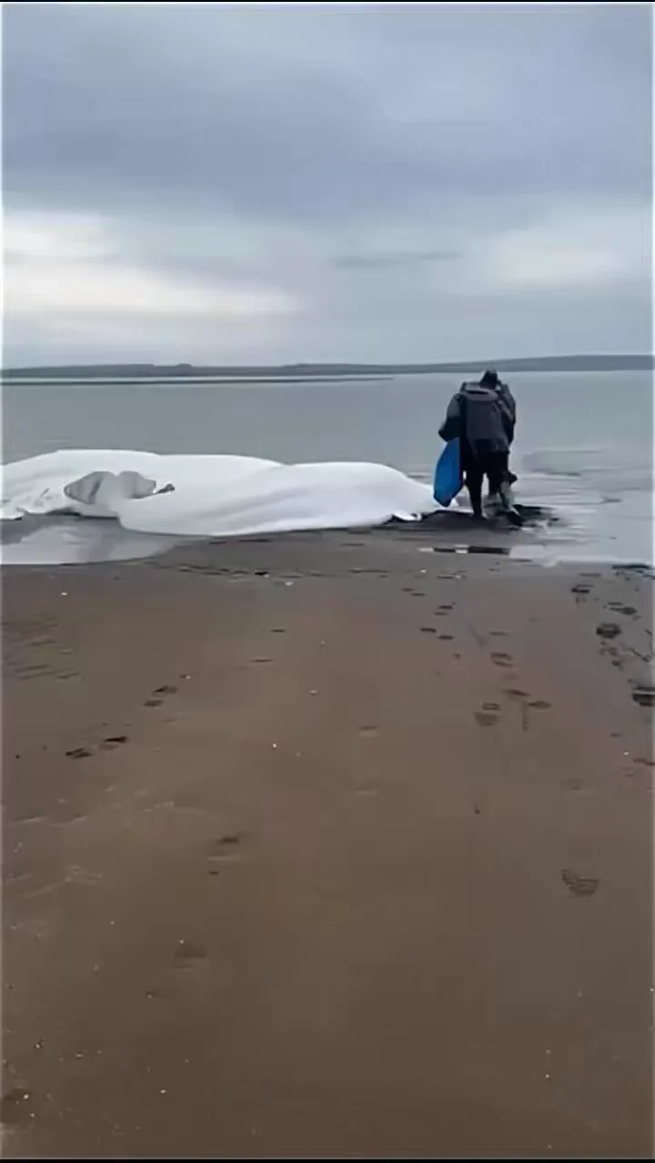 Local people in Kamchatka keeping 5 stranded beluga whales safe until high tide 
 https://t.co/tfDizDHO62