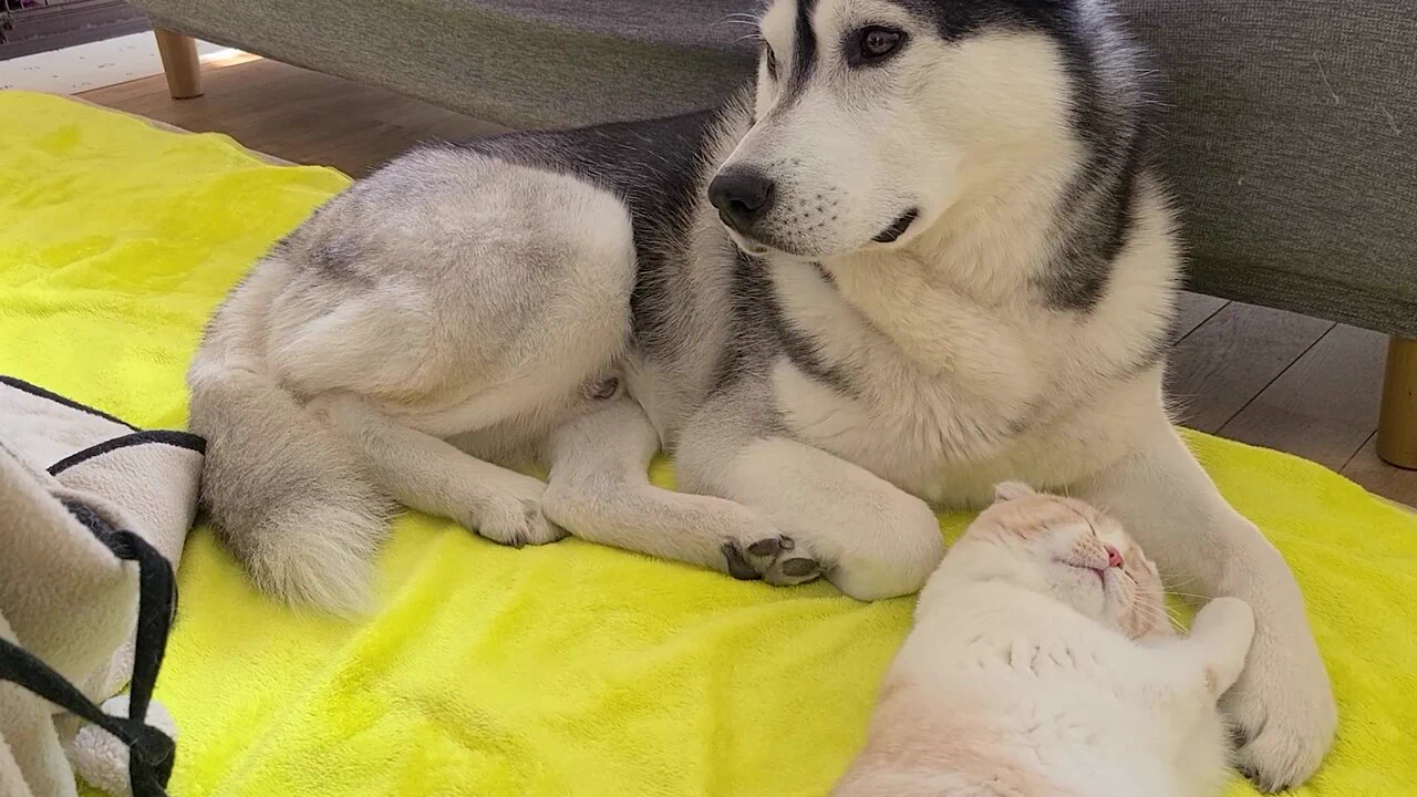 犬に甘える猫がかわいい   #スコティッシュフォールド #シベリアンハスキー https://t.co/rC1TKZ96qB